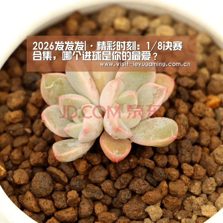 2026发发发